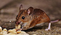 24 Hour & Emergency Exterminators in Sproul, PA